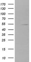 ZSCAN21 / Zipro1 Antibody (clone OTI1H7, Carrier-free)