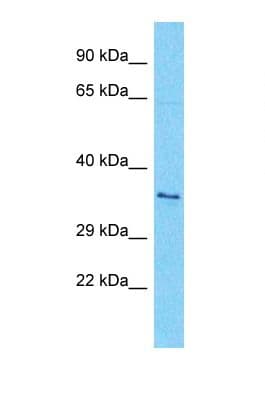 HTPCRX19 / OR7A17 Antibody (C-Terminus)