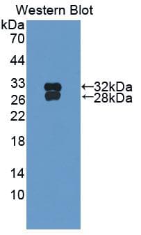 HSF2 Antibody (aa1-200, Biotin)