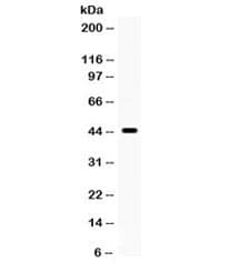 Polyclonal Rabbit anti-Human CDC37 Antibody (WB)