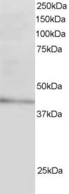 Polyclonal Goat anti-Human ARH / LDLRAP1 Antibody (aa2-14, IF)