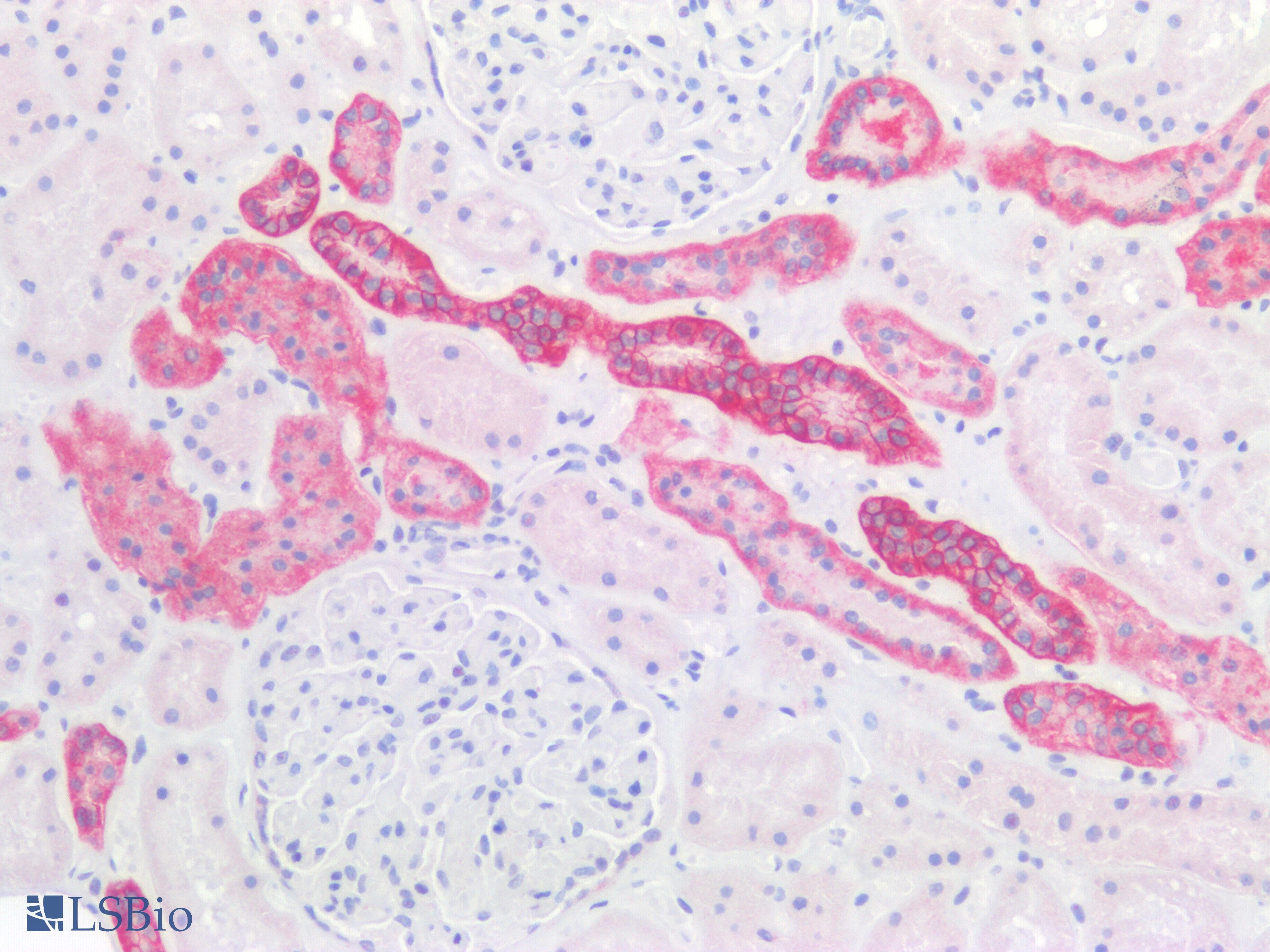 PathPlus™ EPCAM Antibody