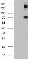 CD68 Antibody (aa22-319, clone OTI2H10)
