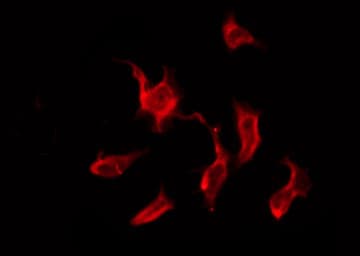 OR9G4 Antibody