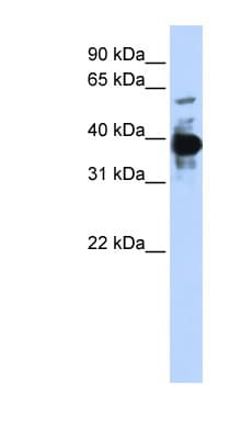 NFE2 / p45 Antibody (aa108-157)