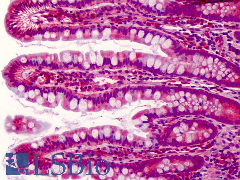 IHC-plus™ PDCD5 Antibody