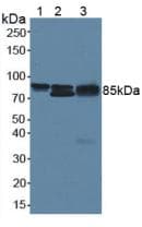 CTNNB1 / Beta Catenin Antibody (aa439-675)
