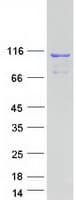 Human Coronin 7 / CORO7 Protein (Recombinant Myc-DDK (Flag))