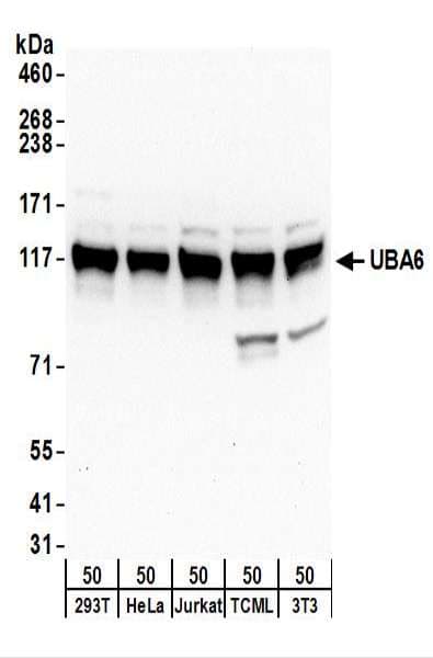 IHC-plus™ UBE1L2 / UBE1L2 Antibody (aa200-250)