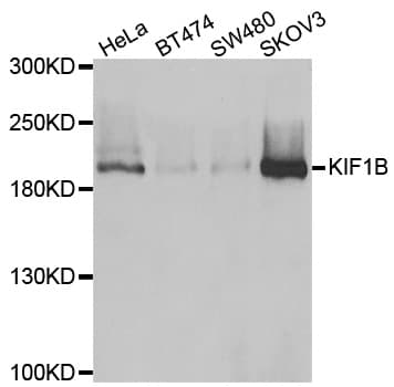 Polyclonal Rabbit anti-Human KIF1B / CMT2 Antibody (IHC, WB)