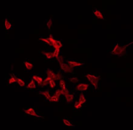 SEPT1 / Septin 1 Antibody