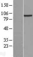 PRDM4 Protein (Over-Expression Lysate Myc-DDK (Flag))