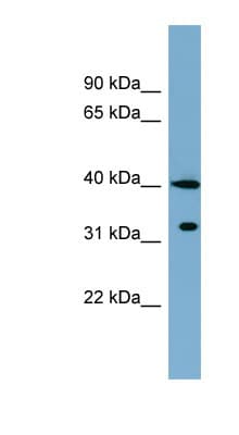KCTD9 Antibody (C-Terminus)