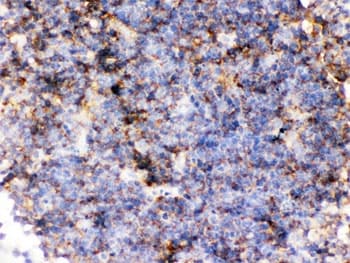 CD14 Antibody