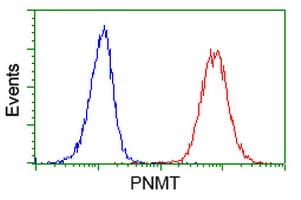 PNMT Antibody (clone OTI2A3)