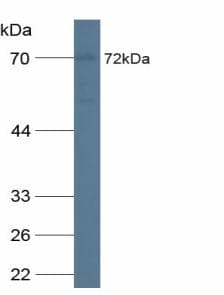 CDCP1 Antibody (aa689-836, APC)