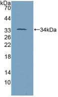 TP53 / p53 Antibody (aa134-387)