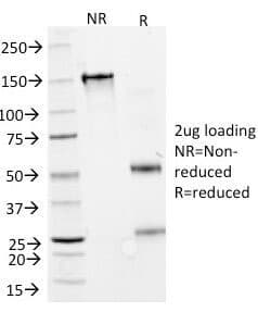 Monoclonal Mouse anti-Human IFNA2 / Interferon Alpha 2 Antibody (clone N27, Azide-free,BSA-free, IF)