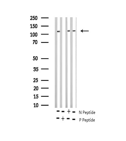 Polyclonal Rabbit anti-Human NFAT4 / NFATC3 Antibody (phospho-Ser165, IF, WB)