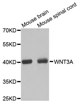 WNT3A Antibody