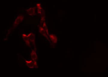 FASTKD3 Antibody