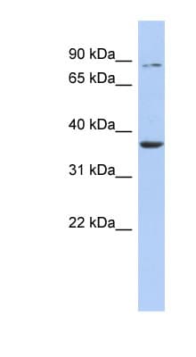 HS3ST1 Antibody (C-Terminus)