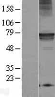C18orf8 / MIC1; Protein (Over-Expression Lysate Myc-DDK (Flag))