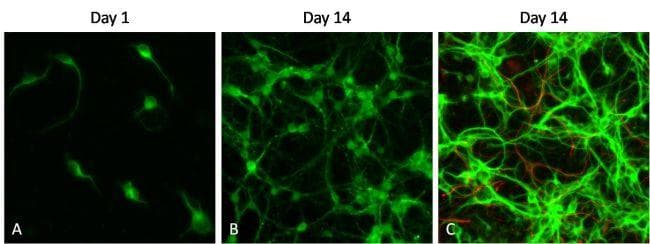 Goat Anti-Rabbit IgG Secondary Antibody (DY680)