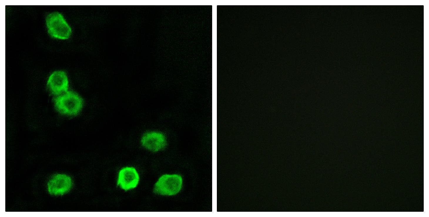 GPR63 Antibody