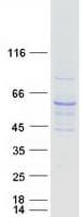 Human PPP3CC / CALNA3 Protein (Recombinant Myc-DDK (Flag))