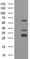 TRIM45 Antibody (aa288-580, clone OTI2D7, Carrier-free)