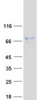 Human GMEB2 Protein (Recombinant Myc-DDK (Flag))