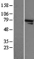 Human ANAPC5 / APC5 Protein (Over-Expression Lysate Myc-DDK (Flag))