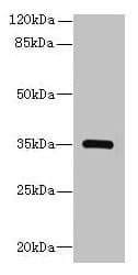 STX19 / Syntaxin 19 Antibody