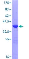 Human LGALS13 / Galectin 13 Protein (Recombinant GST)