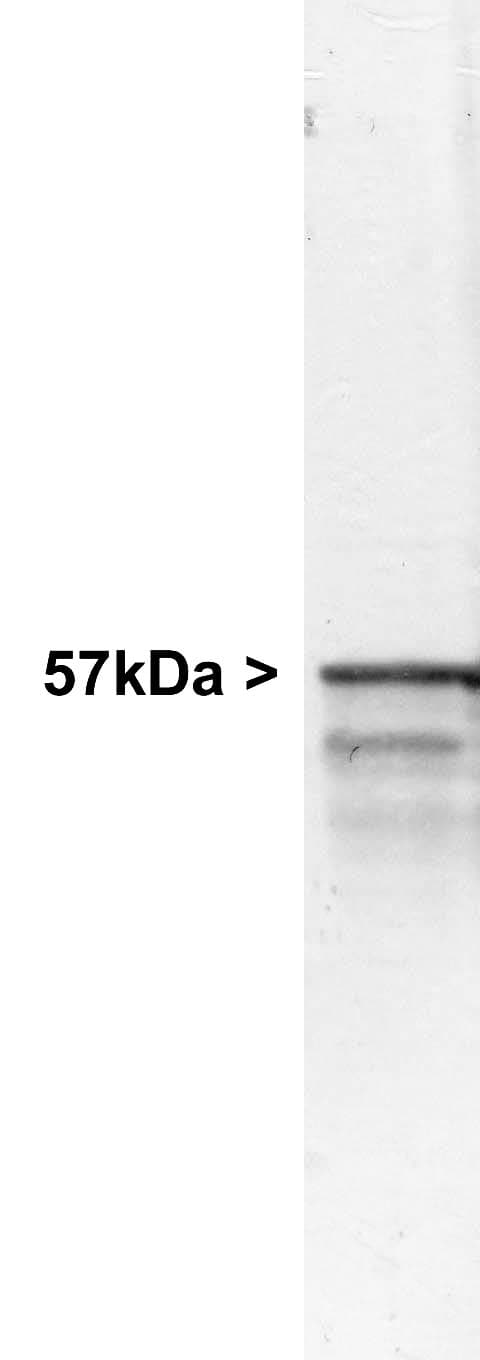 Peripherin Antibody