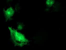 SNAP25 Antibody (clone OTI4G5)