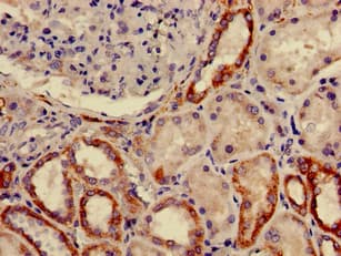 FURIN Antibody