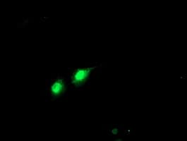 PHF21B Antibody (clone OTI3D1)