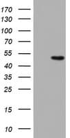 Monoclonal Mouse anti-Human DAP3 Antibody (clone OTI3H6, aa161-398, WB)