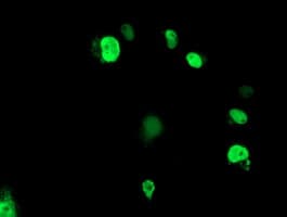 Monoclonal Mouse anti-Human ELK3 / NET Antibody (clone OTI3D9, IF, WB)