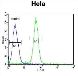 Polyclonal Rabbit anti-Human AGXT2 Antibody (aa437-463, WB)
