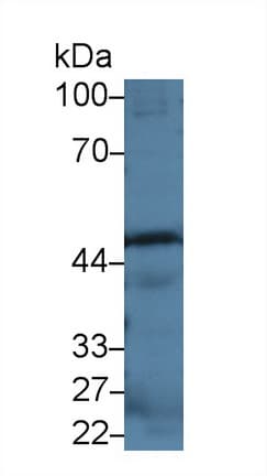 CASP12 / Caspase 12 Antibody (aa1-413)