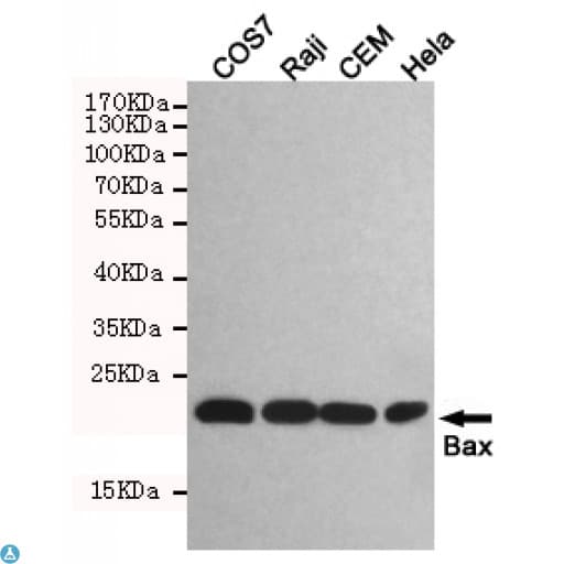 BAX Antibody