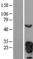 PRDX3 / Peroxiredoxin 3 Protein (Over-Expression Lysate Myc-DDK (Flag))