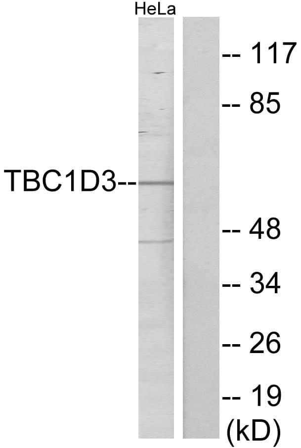 TBC1D3F Antibody (aa481-530)