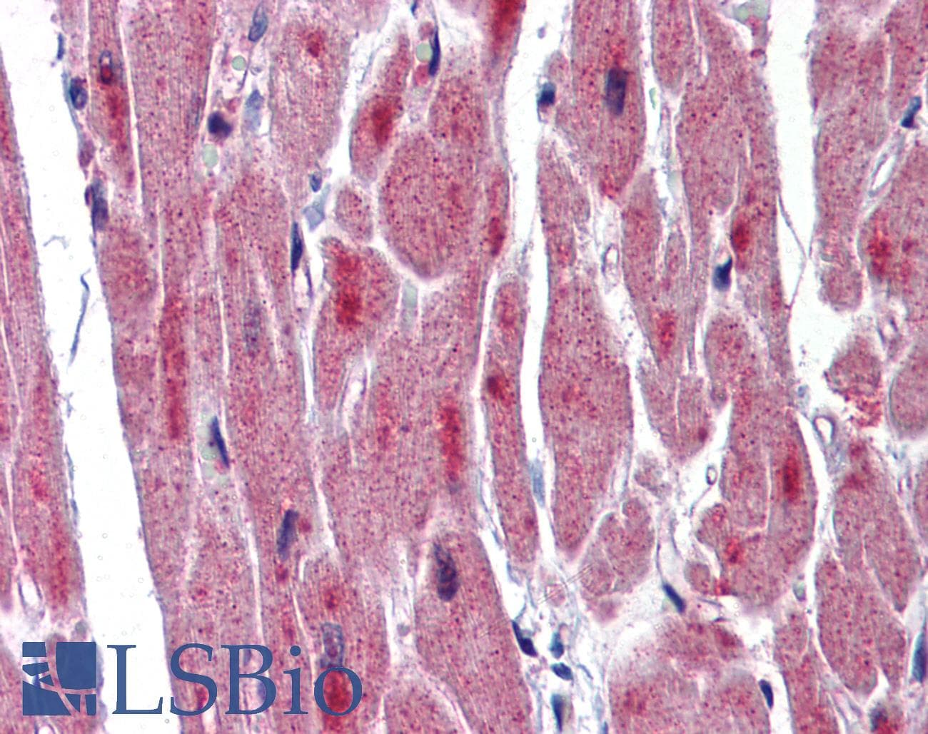 RBM24 Antibody (C-Terminus)