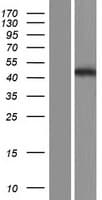 Human ATP8B2 Protein (Over-Expression Lysate Myc-DDK (Flag))