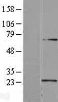 U2AF1L4 Protein (Over-Expression Lysate Myc-DDK (Flag))