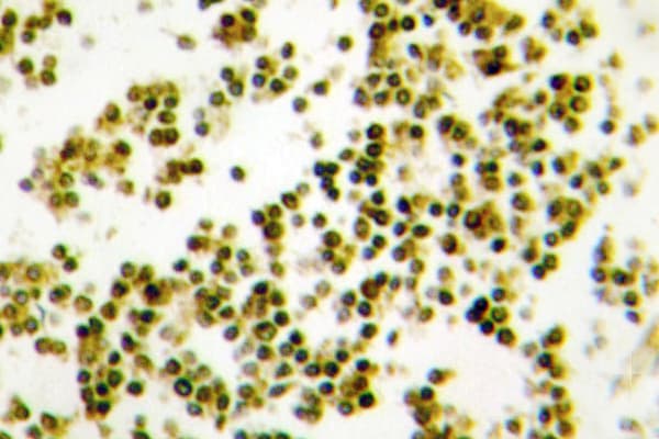 MSC / Musculin Antibody (Arg167)